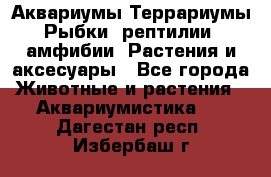 Аквариумы.Террариумы.Рыбки, рептилии, амфибии. Растения и аксесуары - Все города Животные и растения » Аквариумистика   . Дагестан респ.,Избербаш г.